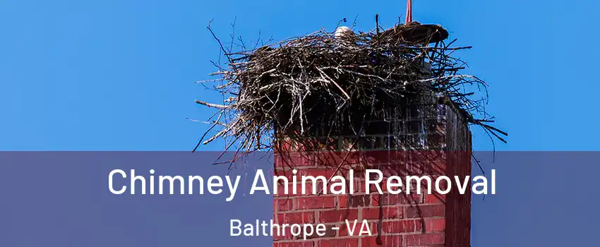 Chimney Animal Removal Balthrope - VA