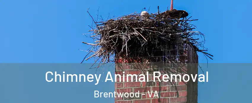 Chimney Animal Removal Brentwood - VA