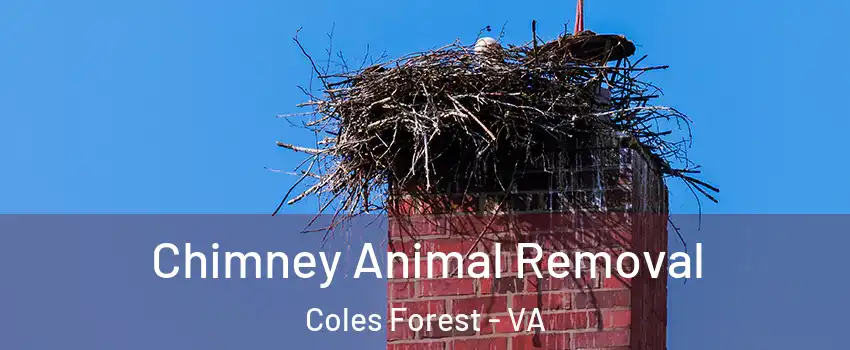 Chimney Animal Removal Coles Forest - VA