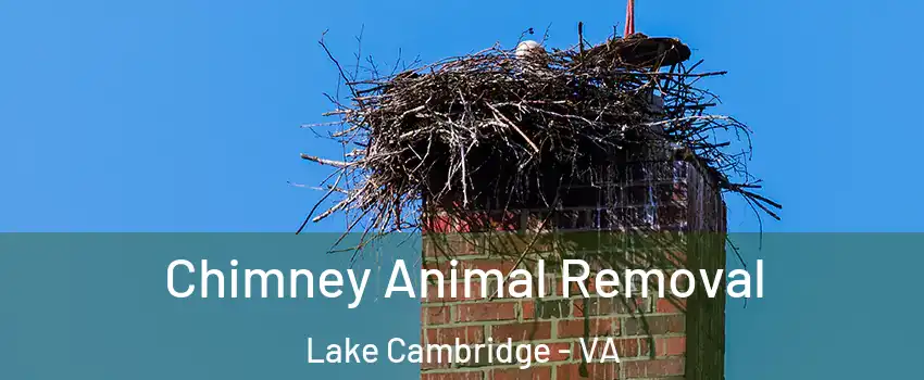 Chimney Animal Removal Lake Cambridge - VA