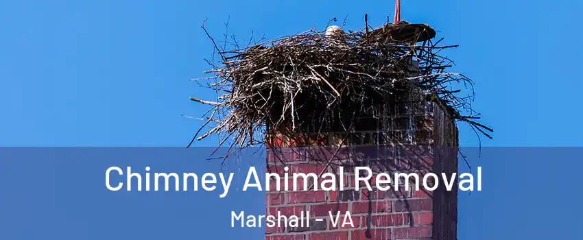 Chimney Animal Removal Marshall - VA