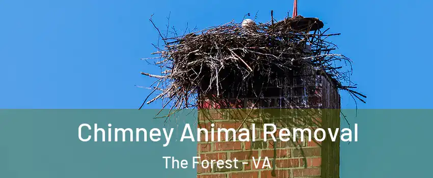 Chimney Animal Removal The Forest - VA