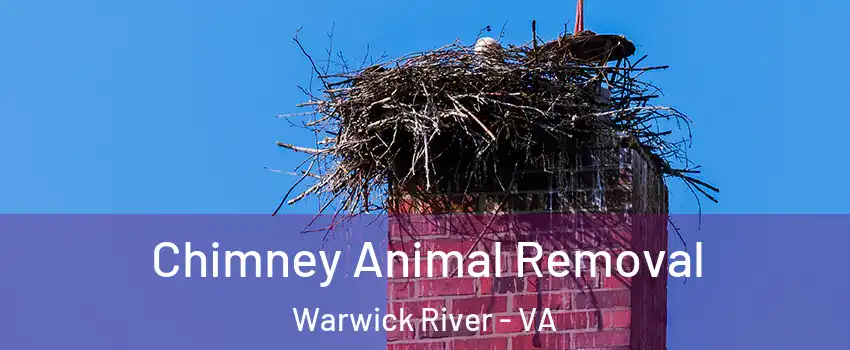 Chimney Animal Removal Warwick River - VA