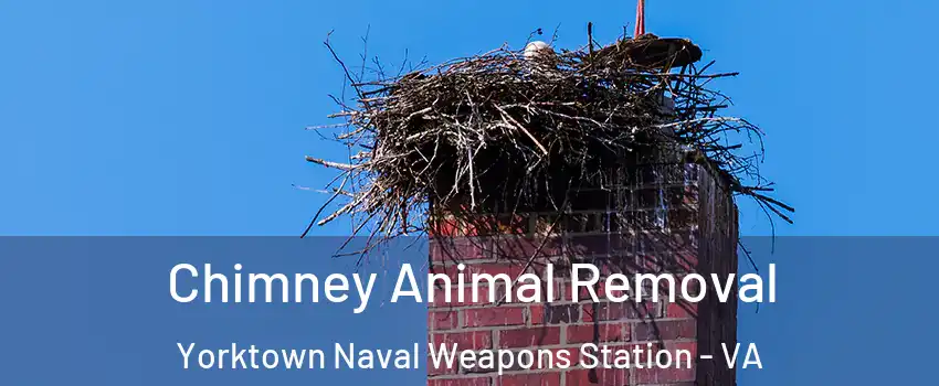 Chimney Animal Removal Yorktown Naval Weapons Station - VA