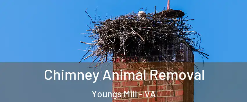 Chimney Animal Removal Youngs Mill - VA