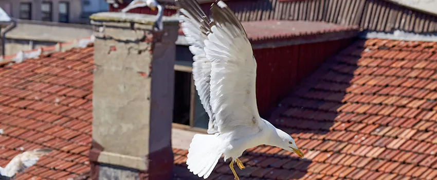 Residential Chimney Animal Removal Solution in West Avenue, VA